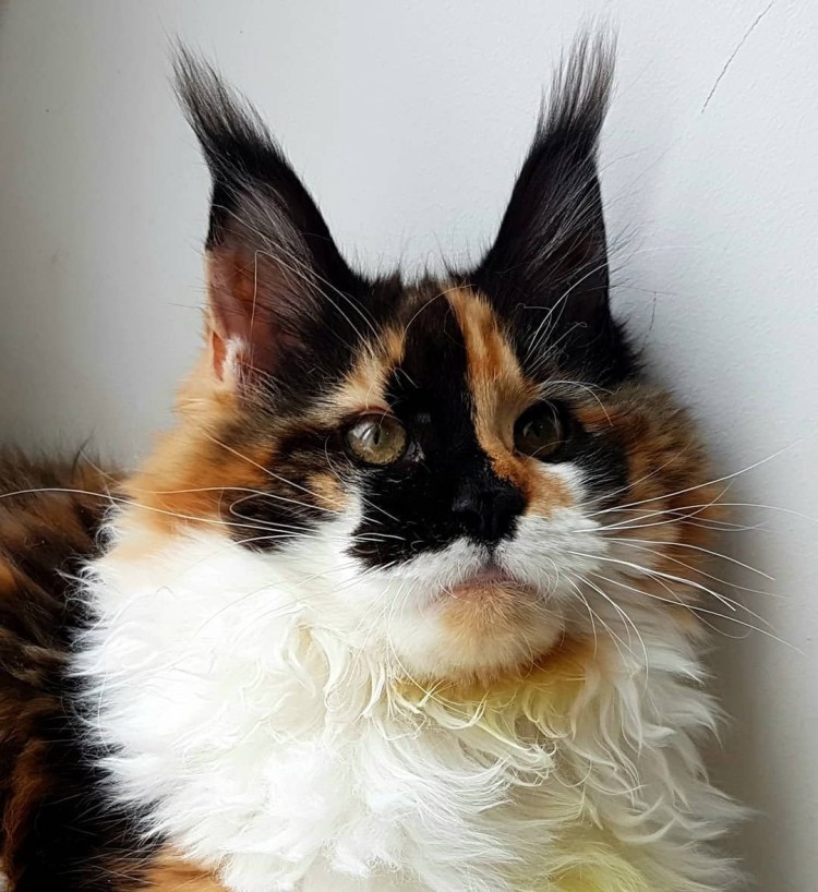 Персидская черепаховая кошка