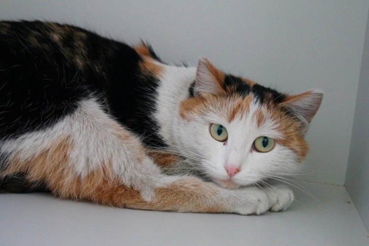 Сибирская кошка трёх светная