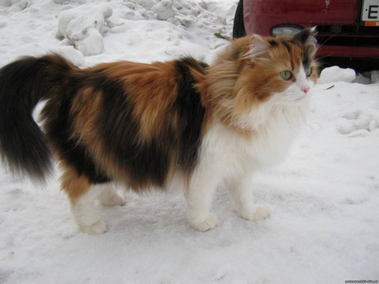 Сибирская кошка трехцветная