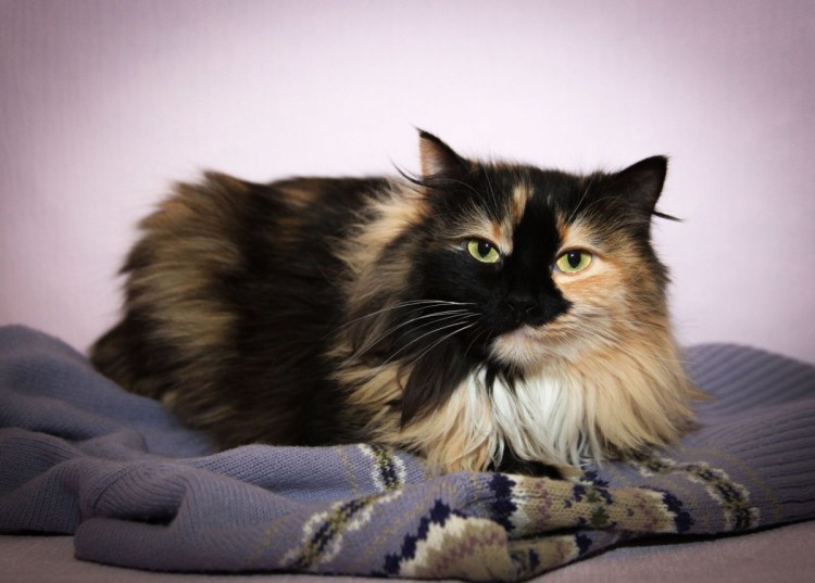 Сибирская черепаховая кошка