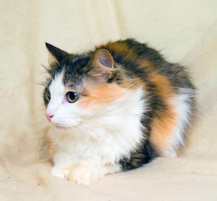 Сибирская кошка трехцветная