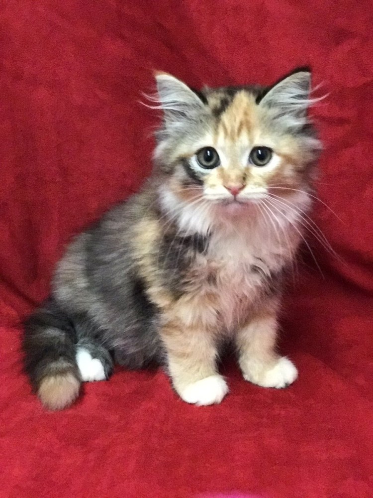 Персидская черепаховая кошка трехцветная