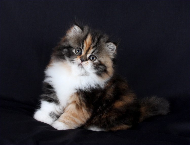 Трёхцветная кошка Мейн кун