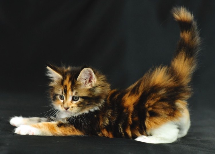 Мейн кун Калико