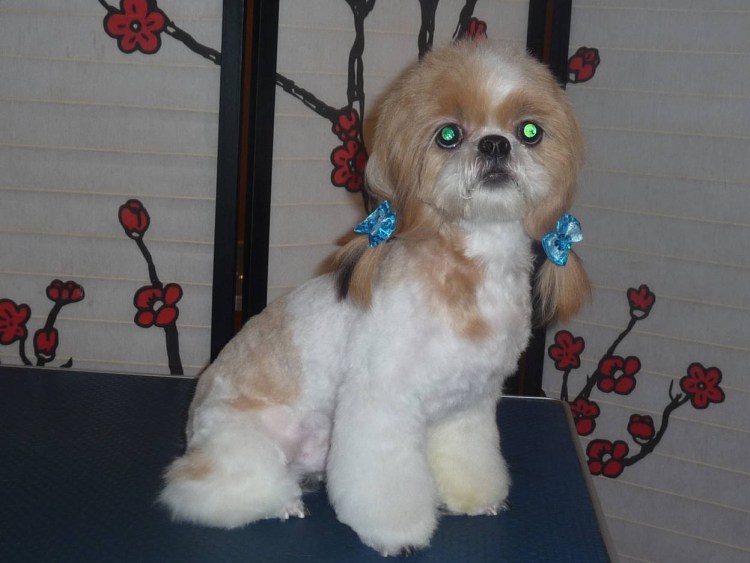 Стрижка ши тцу мастер