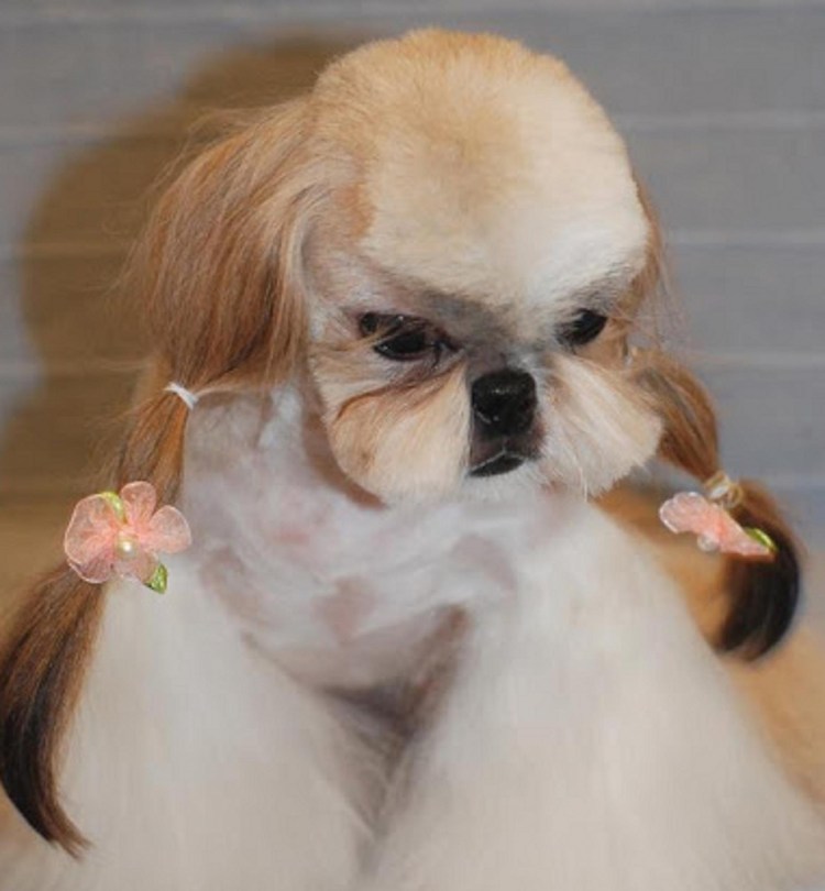 Стрижка ши тцу азиатский стиль