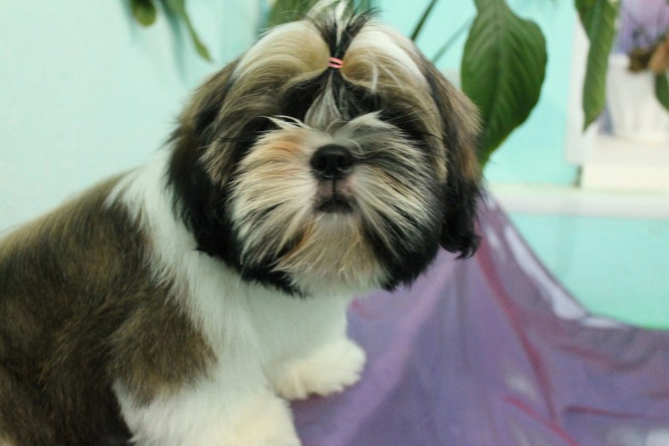 Лиза ши тцу