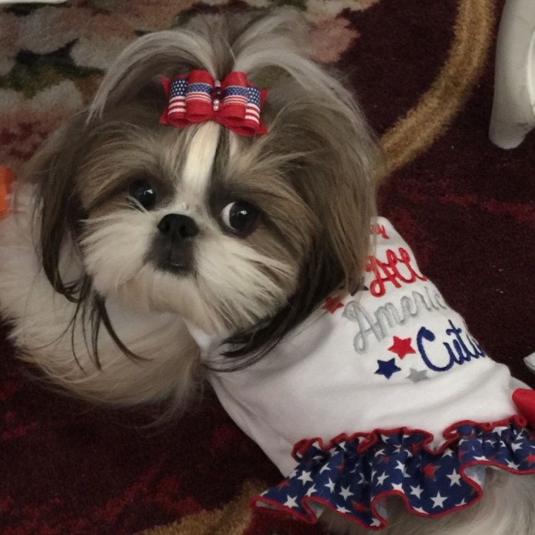 Стрижка у ши тцу 2022