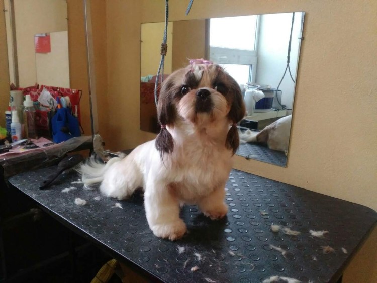 Стрижка для ши тцу девочки 3 месяца фото