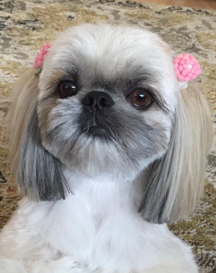 Ши-тцу собака стрижка