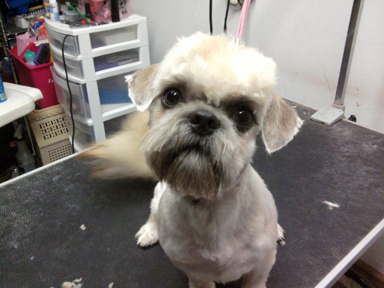 Лысая собака ши тцу