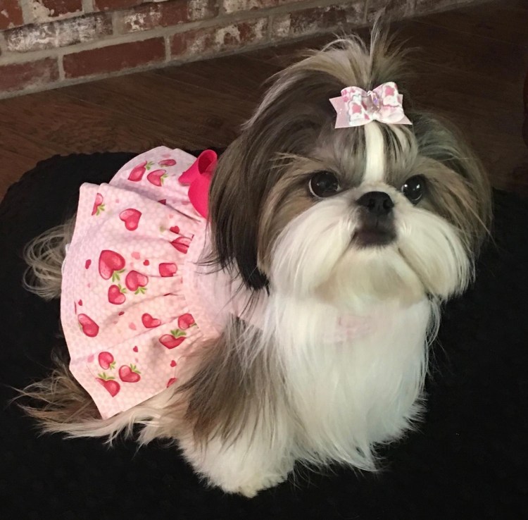 Ши тцу Беби фейс