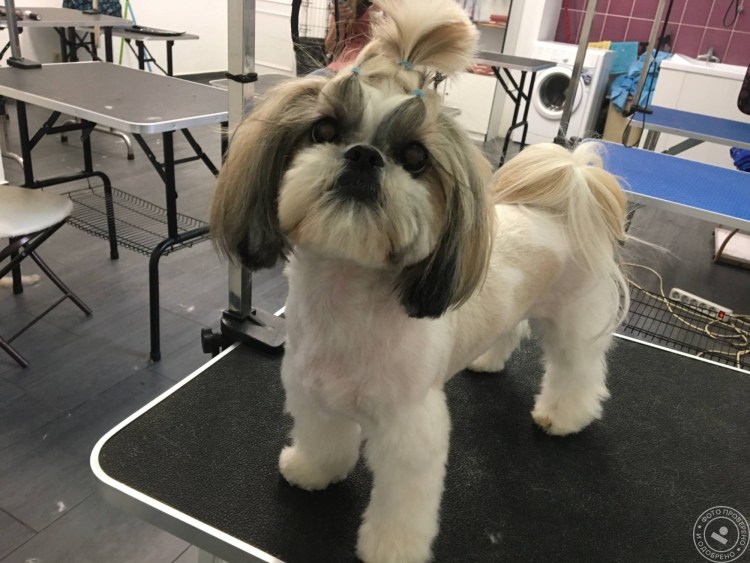 Модельная стрижка ши тцу