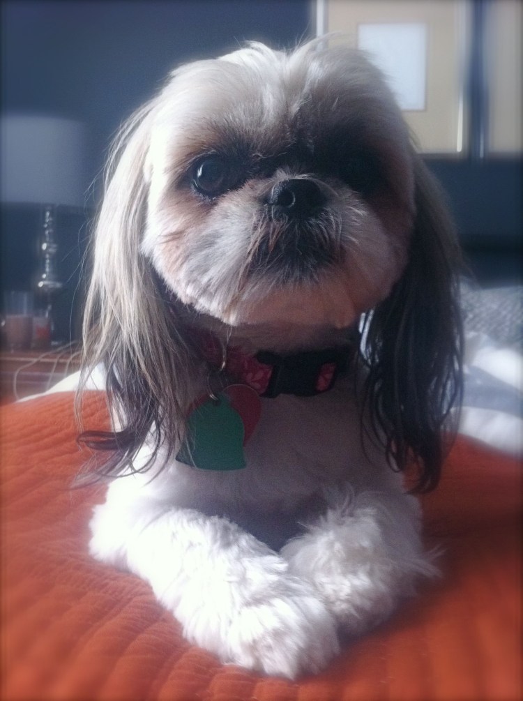 Ши тцу стрижка наголо