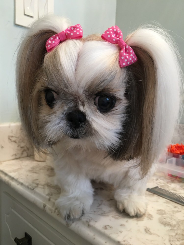 Маленькие собачки ши-тцу