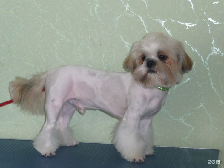 Ши тцу лысая