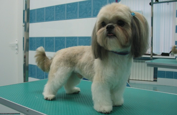 Ши тцу стрижки