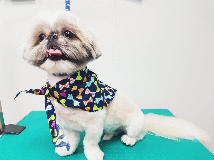 Груминг ши тцу