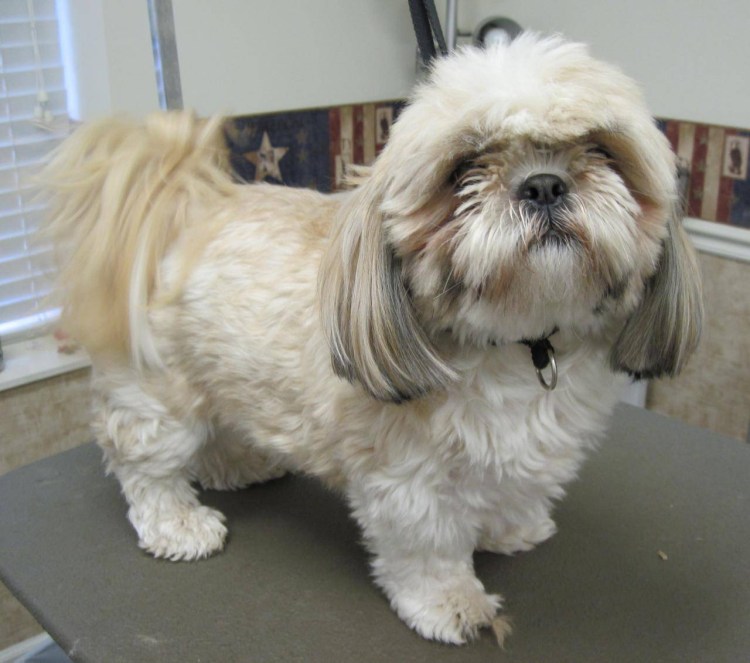 Гигиеническая стрижка ши тцу