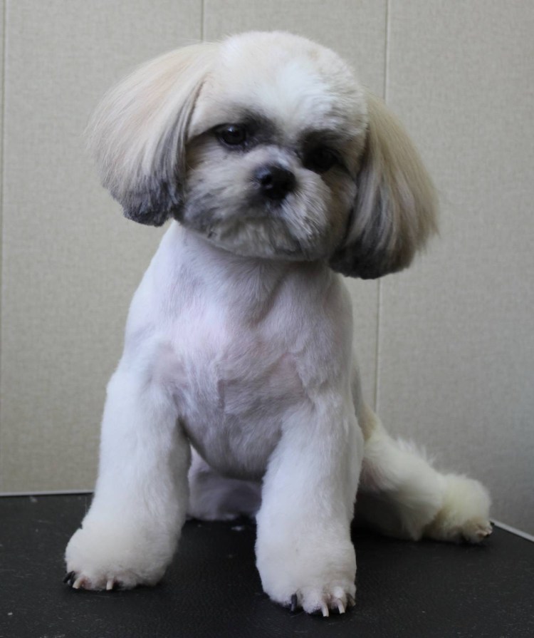 Ши тцу лысая