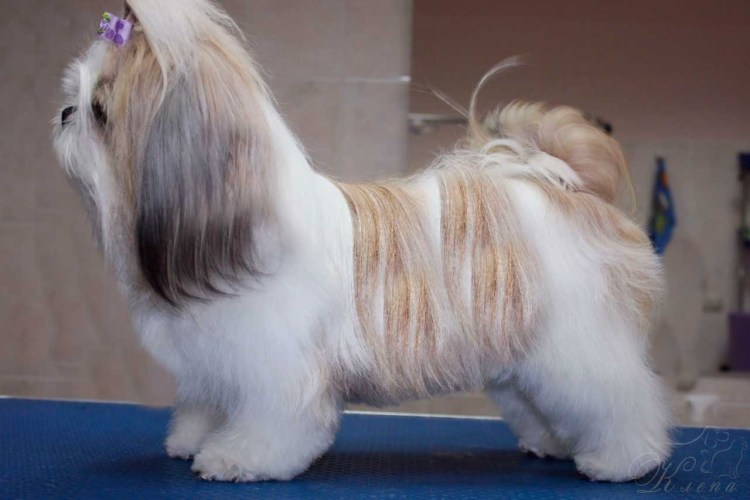 Ши тцу бело золотой