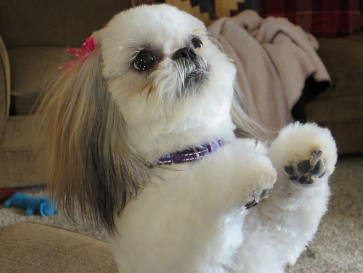 Ши тцу Дейзи