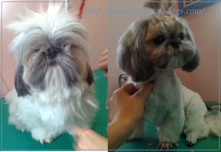 Ши тцу до и после стрижки