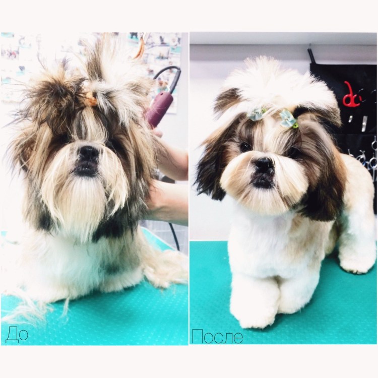 Стрижка ши тцу мастер
