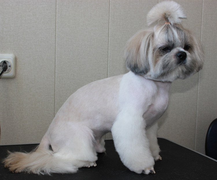 Груминг ши тцу