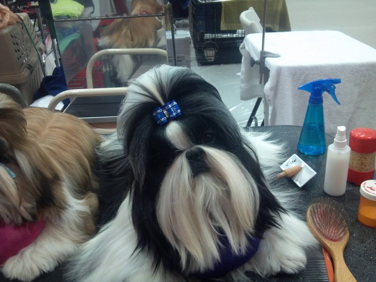 Ши тцу Выставочная стрижка