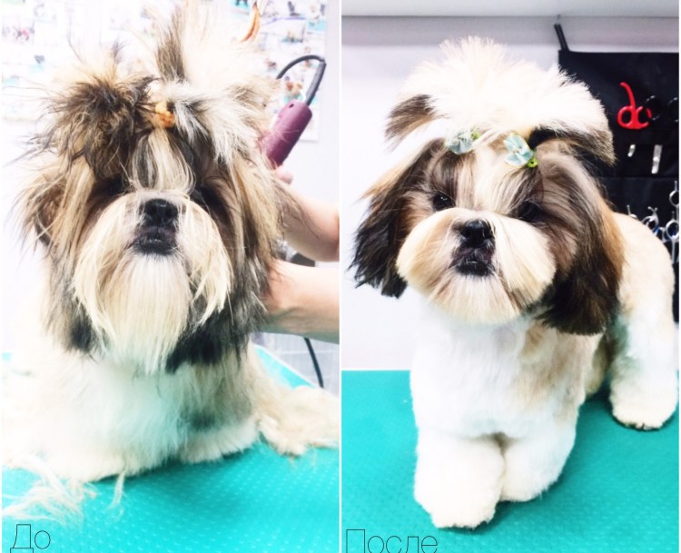 Ши тцу стрижка машинкой