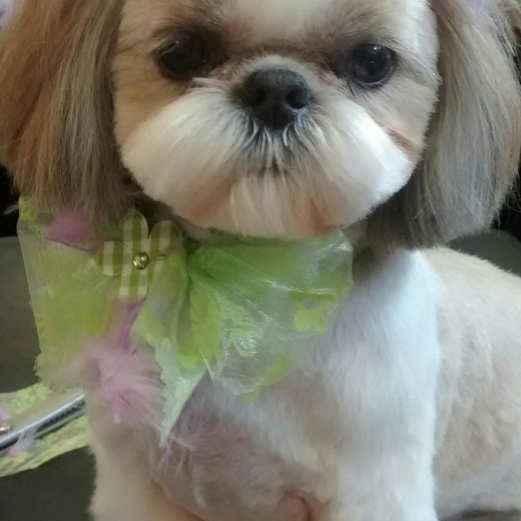 Ши тцу короткая стрижка