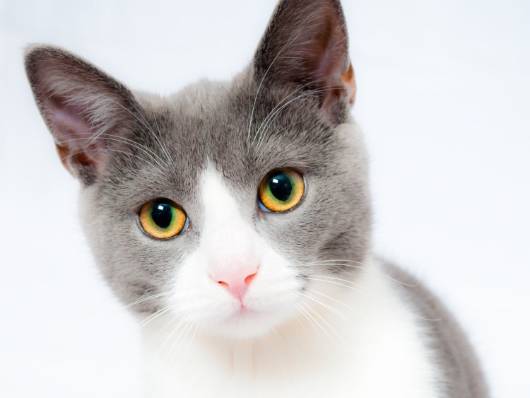 Серо белая кошка