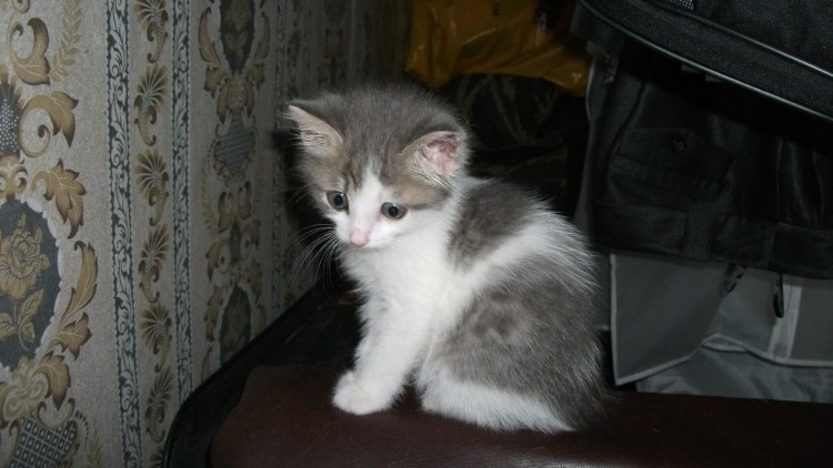 Бело серый котенок