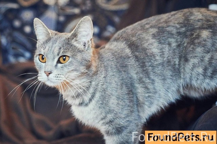 Серая полосатая кошка с желтыми глазами