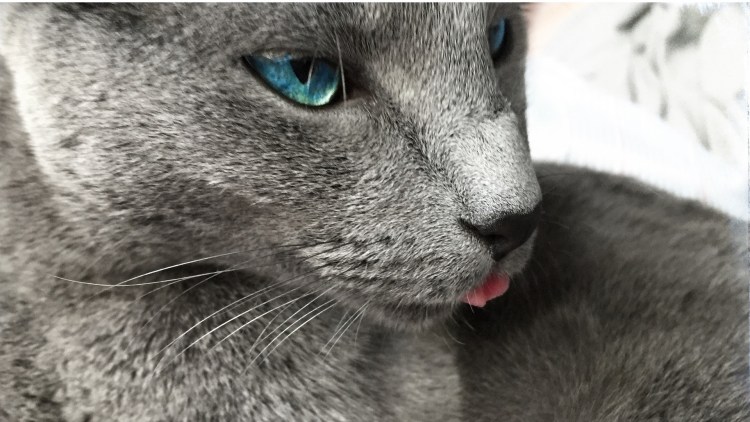 Русский кот