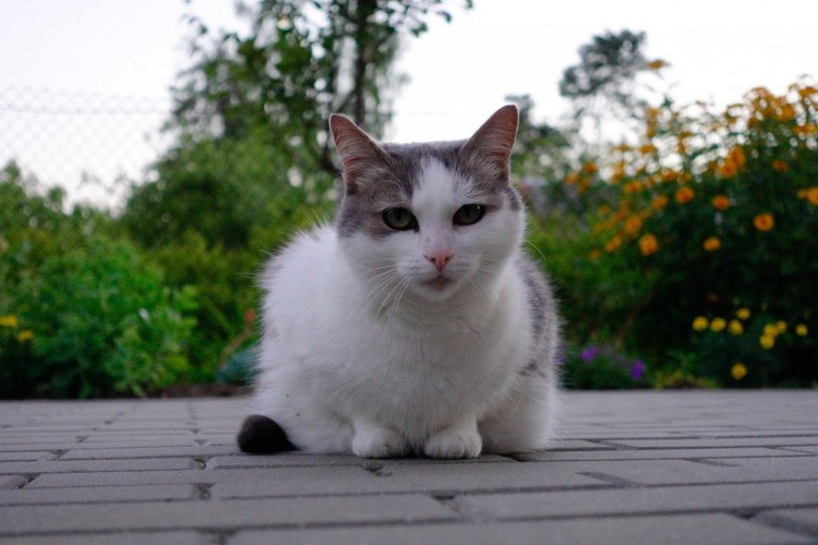 Серо белые коты