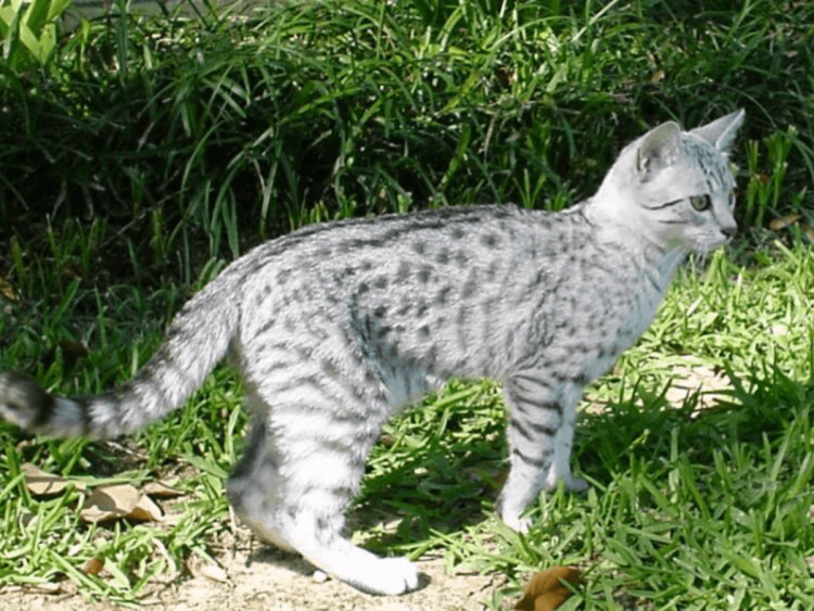 Египетская МАУ белая