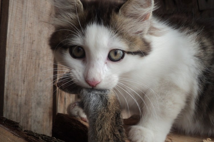 Серо белый кот дворняга