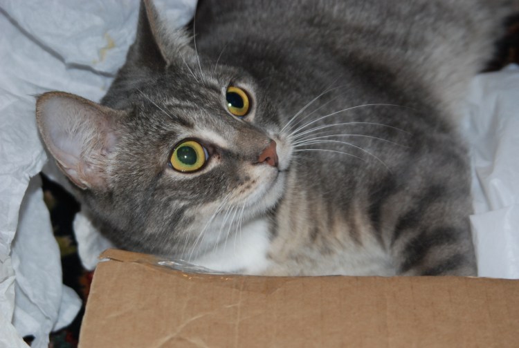 Дымчатый полосатый кот