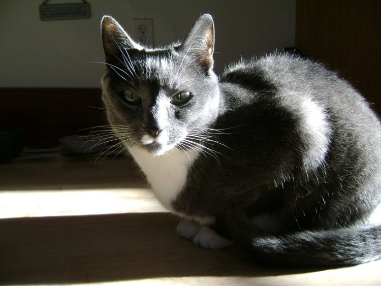 Серо белая кошка