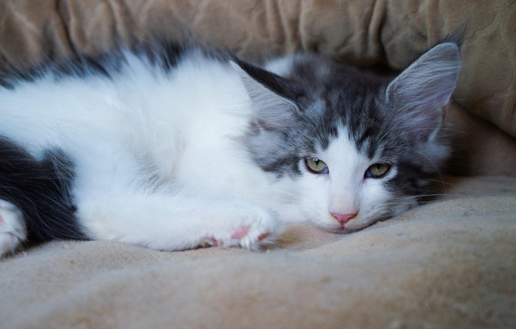 Серо белый пушистый кот