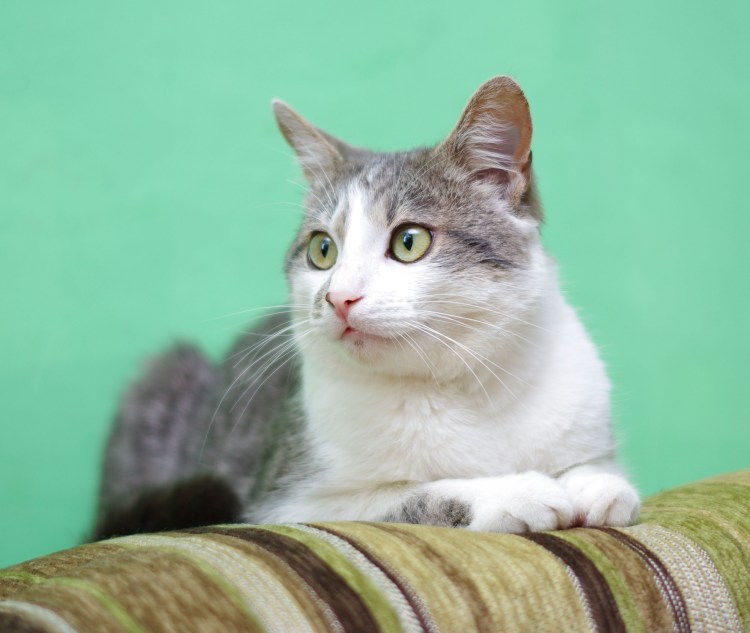 Бело серая кошка