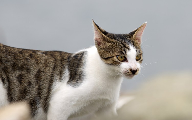 Белый кот с коричневыми пятнами