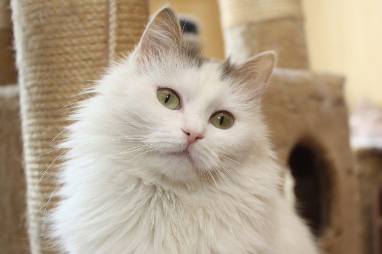 Пушистые серо белые коты