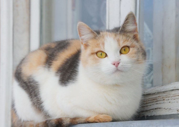 Британская короткошёрстная кошка трехцветная