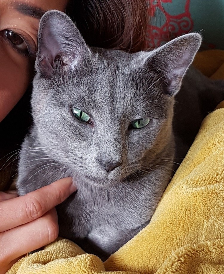 Русская голубая на руках