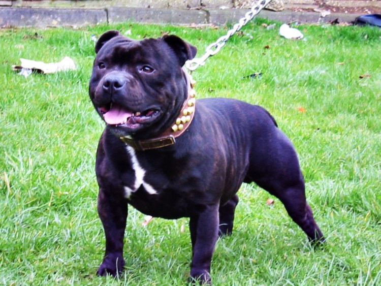 Стаффордширский терьер метис