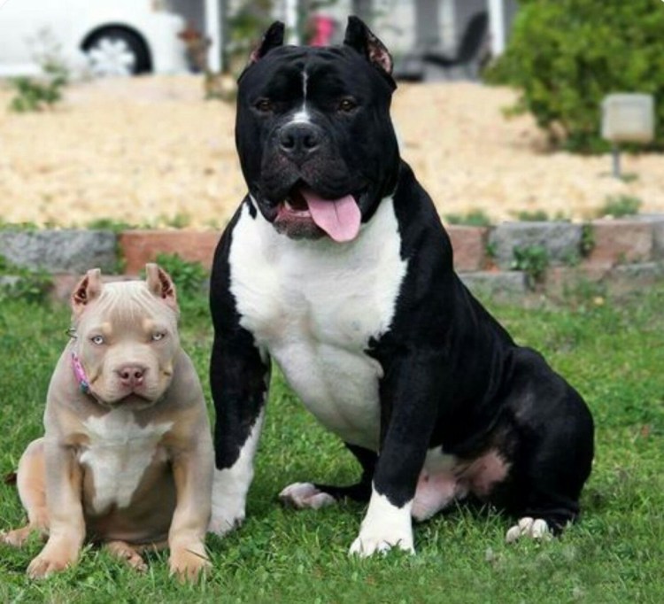 Мини стаффордширский терьер французский