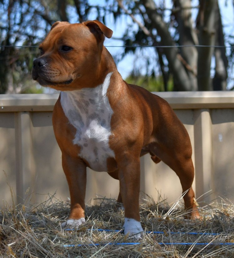 Американский стаффордширский терьер